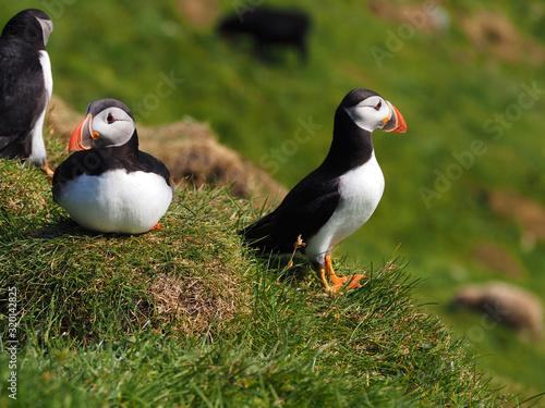 Puffins on the Faroe Island