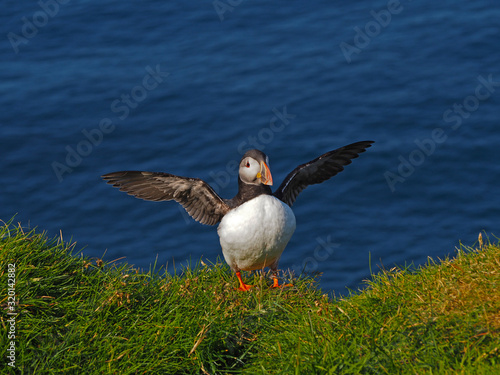 Puffins on the Faroe Island