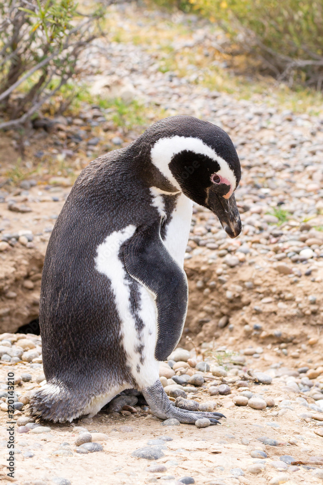 Obraz premium Magellanic penguin close up. Punta Tombo penguin colony, Patagonia