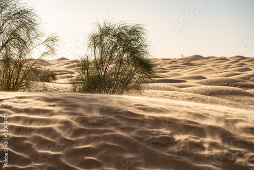 sand dunes with grass and blue sky