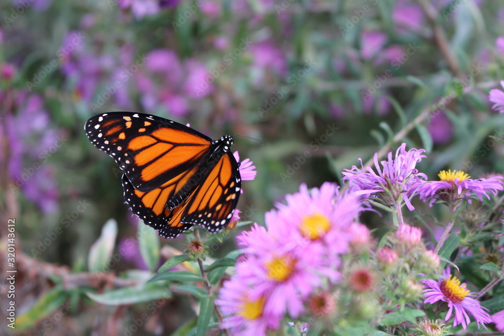 Obraz premium Schmetterling Kanada Toronto 
