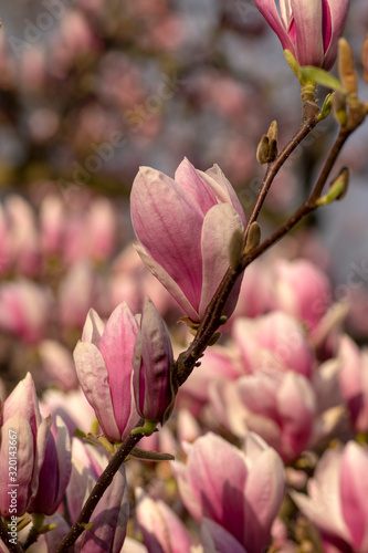 Magnolia soulangeana also called saucer magnolia flowering springtime tree with beautiful pink white flower on branches in bloom