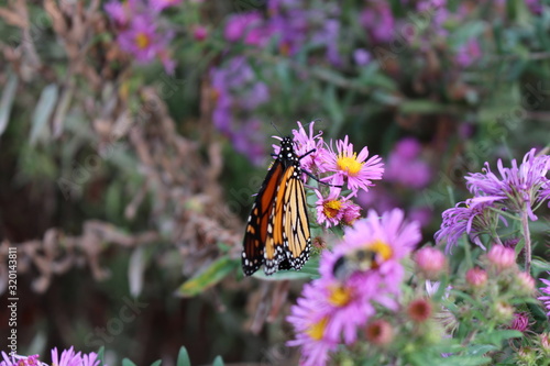Schmetterling Kanada Toronto  © Amor