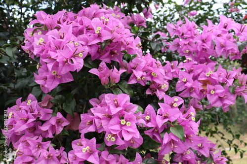 pink bugainvillea flowers in the garden