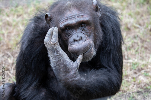 chimpanzees © serge