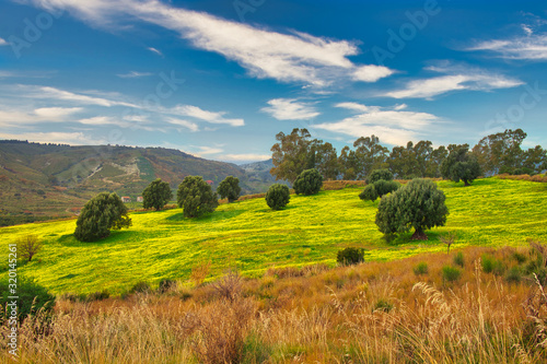 The lush countryside with Calabria's olive trees.