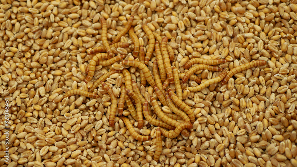 Mealworm larvae Tenebrio molitor pest worm larva white on grain wheat ...