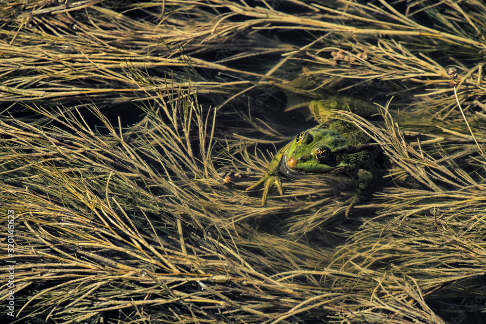 Green marsh frog hid between the algae (Pelophylax ridibundus) Green marsh frog hid between the algae (Pelophylax ridibundus)