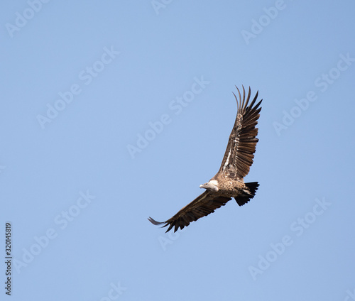 R  ppell s Vulture flying