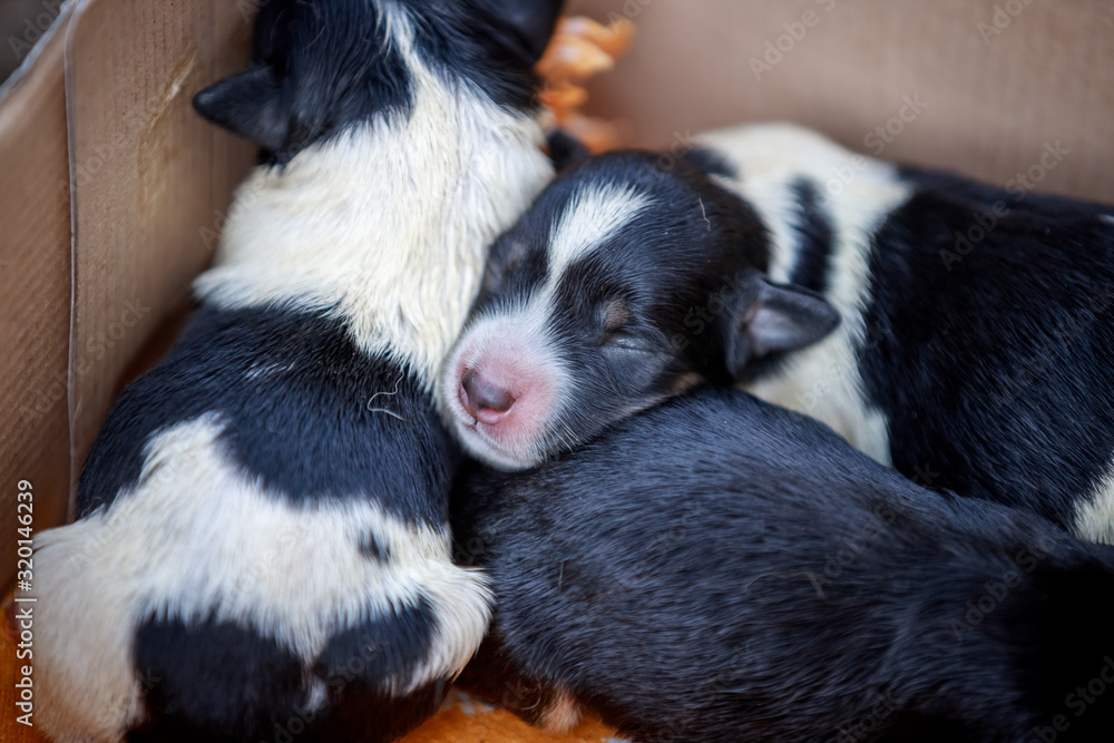 Newborn puppies with eyes closed Newborn puppies with eyes closed