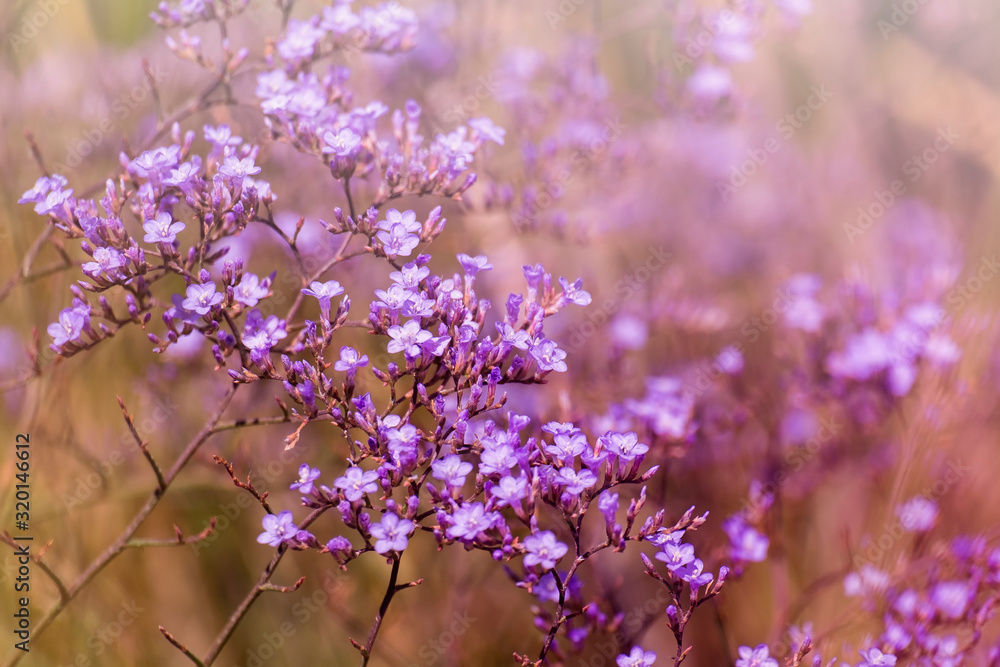 Purple flowers of marsh rosemary (Limonium gmelinii) Purple flowers of marsh rosemary (Limonium gmelinii)