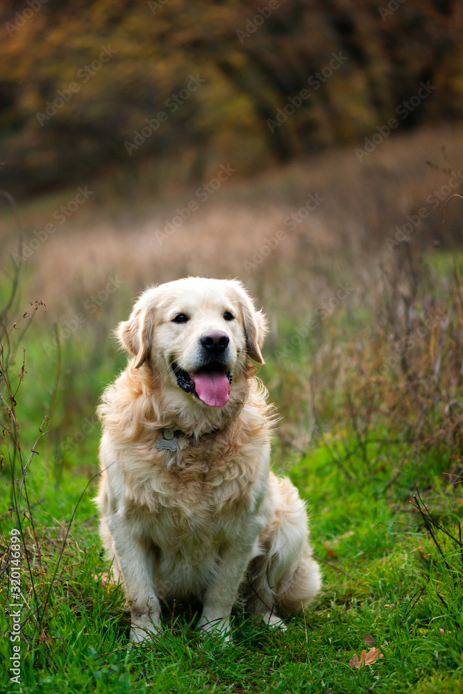 Portrait of an golden retriever at sunset Portrait of an golden retriever at sunset