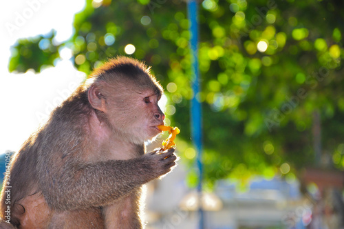 Photography A cappuchine monkey eating papaya