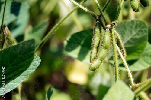 Shaggy green soybean pods on stalks (Glycine max)