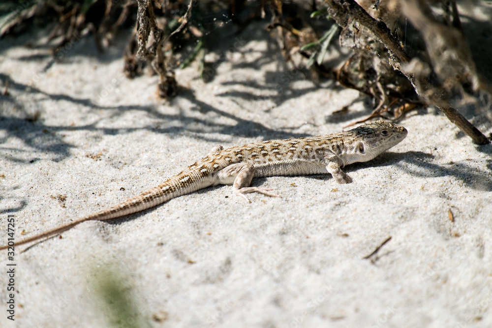Steppe-runner lizard. Image of habitat (Eremias arguta) Steppe-runner lizard. Image of habitat (Eremias arguta)