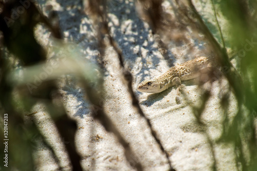 Steppe-runner lizard. Image of habitat (Eremias arguta) photo