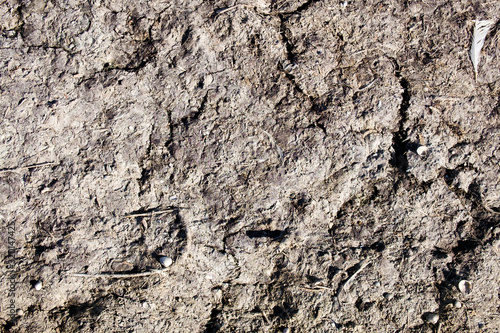 Wallpaper Mural Texture composed of dirt, bird droppings and feathers Torontodigital.ca