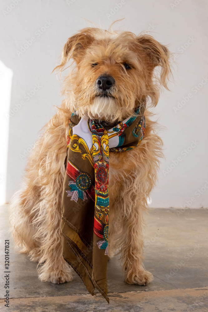 Funny dog dressed up and scarf