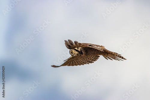 Northern Hawk Owl shot by Hagen Pflueger Photography. 24 Megapixel / 300dpi