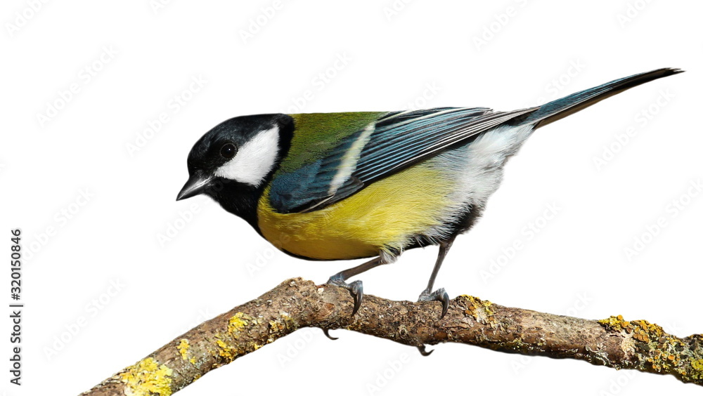Obraz premium Great tit on branch isolated on white background, Parus major