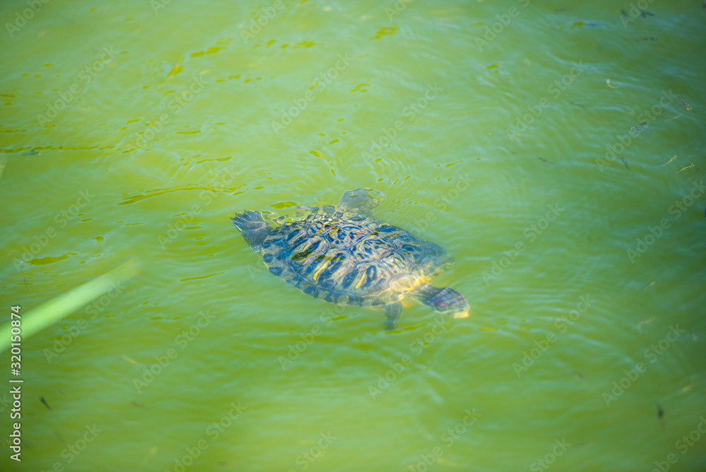 Turtle inside the water lake Turtle inside the water lake