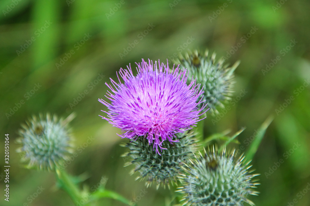 Purple thistle on a sunny summer afternoon
