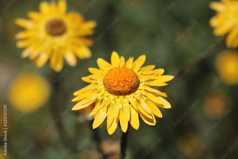 Yellow straw flower Helichrysum, Australia Yellow straw flower Helichrysum, Australia