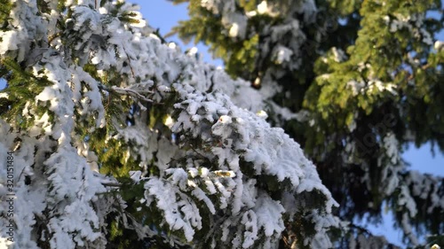 Wallpaper Mural Branches of spruce trees covered with snow in winter Torontodigital.ca