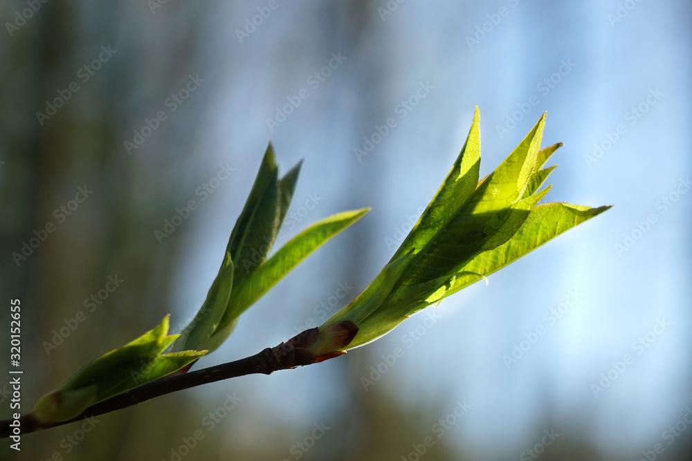The first spring gentle green leaves. The first spring gentle green leaves.