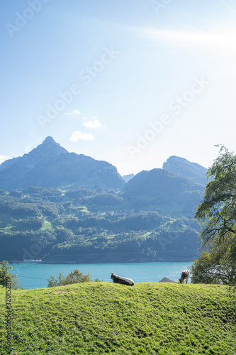 Cow at Lake Walensee, Switzerland