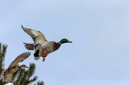 Duck. Mallard duck in flight.Natural scene from wisconsin conservation area.