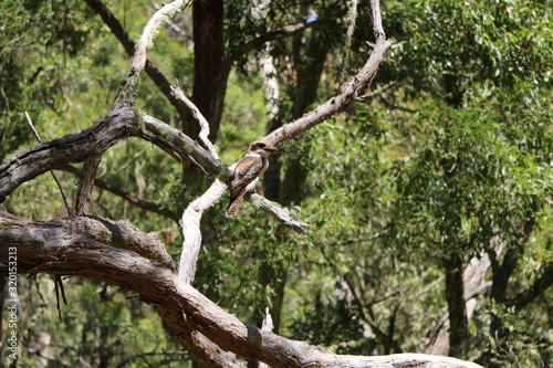  Dacelo novaeguineae in Guy Fawkes River National Park, New South Wales Australia © ClaraNila