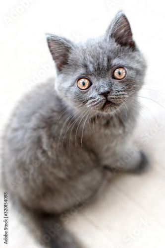 Blue british shorthair kitten is looking funny and curious. Gray cat is sitting on white wooden floor