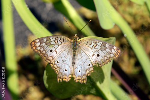 White butterfly with brown and orange spots