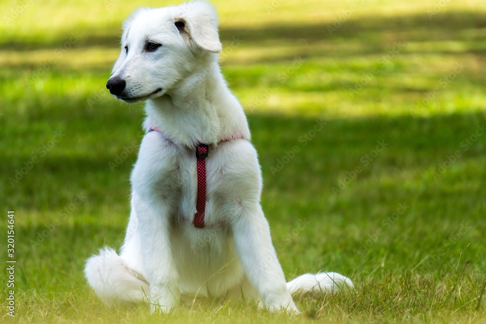 dog on green grass dog on green grass