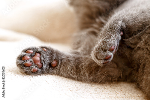 Two paws of blue british shorthair kitten. Front legs of gray cat is lying on bed