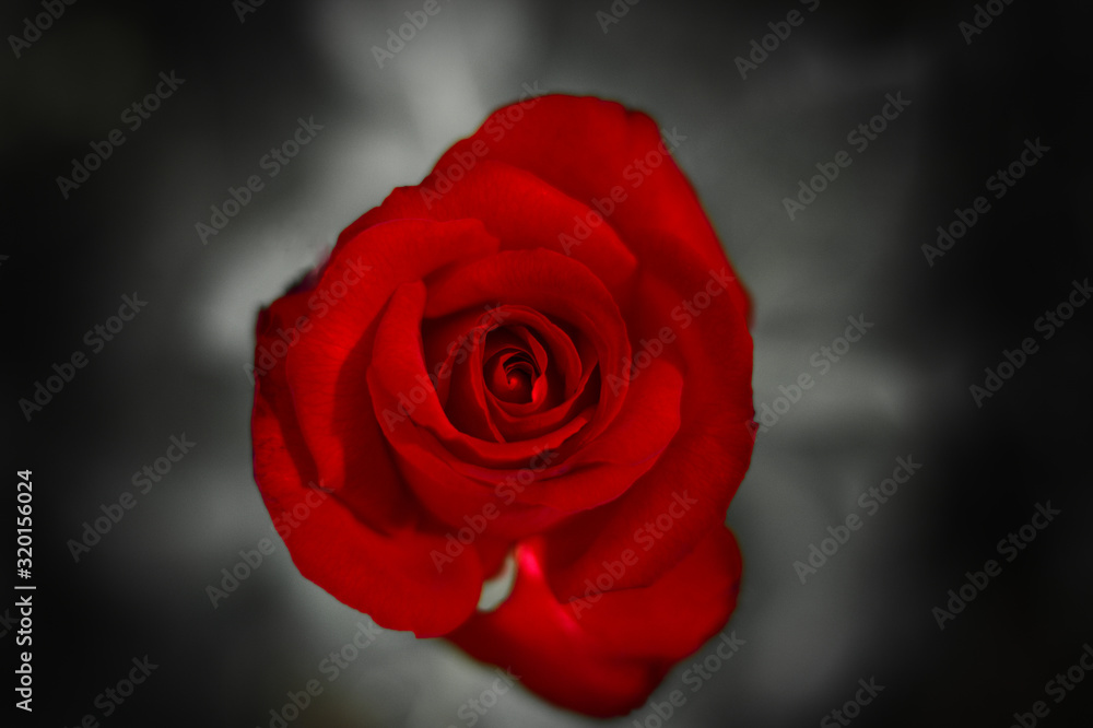 flor vermelha flor vermelha