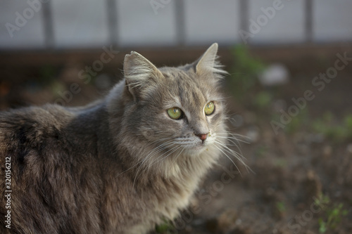 stray cat, gray color cat with beautiful eyes