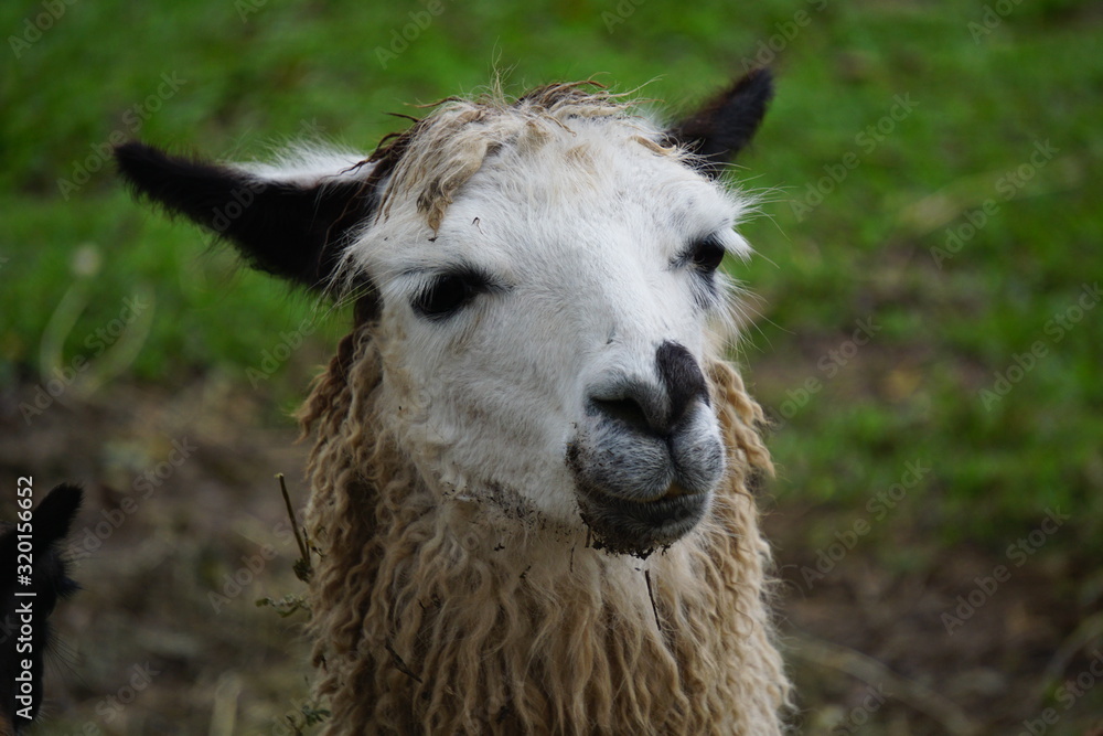 portrait of a lama