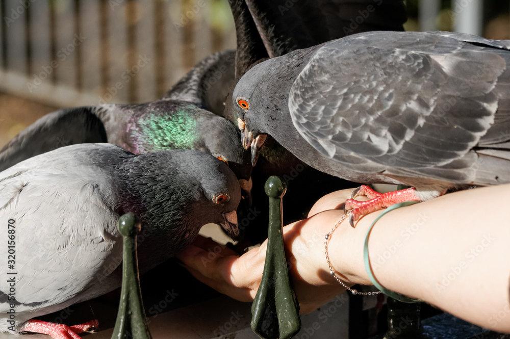 Fototapeta premium Woman hand feeding pigeons in a park