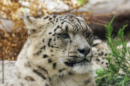 close up portrait of snow leopard