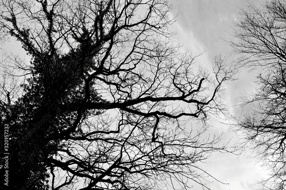 Obraz premium stormy sky and dark trees 