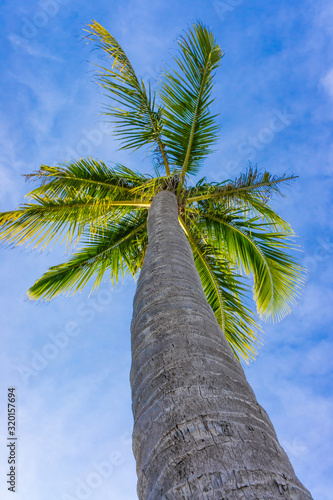 Tops of Palm Trees on Clear Blue Sky