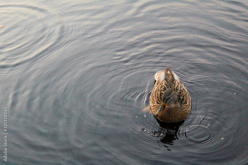 river duck Mallard in the river in autumn river duck Mallard in the river in autumn