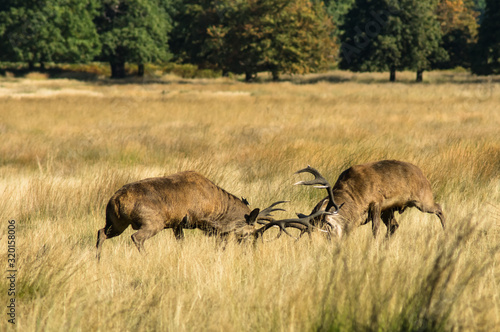 Red deer stags clashing antlers during rutting season