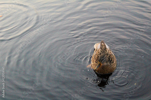 river duck Mallard in the river in autumn