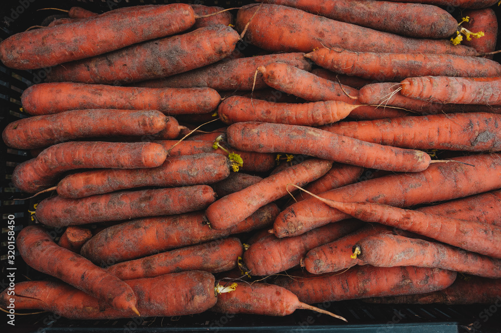 Carrots. Top view of many carrots. Carrot texture Carrots. Top view of many carrots. Carrot texture