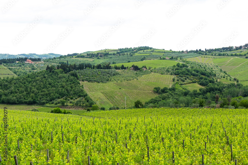 Tuscany, Iltaly  - May 27, 2015:.Landscape view with grapevine in the foreground