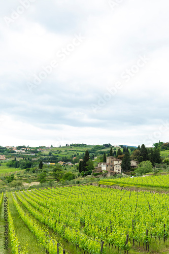 Fototapeta Naklejka Na Ścianę i Meble -  Tuscany, Iltaly  - May 27, 2015:.Landscape view with grapevine in the foreground