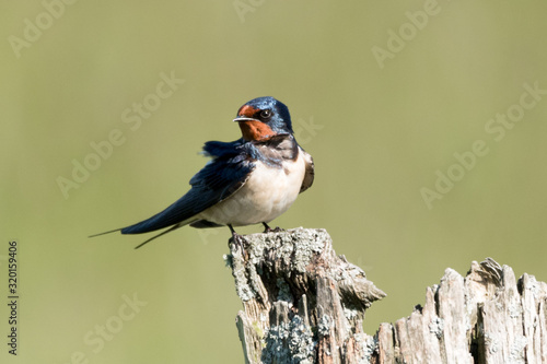 Swallow on a post